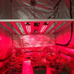 IR 730nm 660nm Red Light 2.5ft UV IR Grow Light For Fruiting Flowering for sale