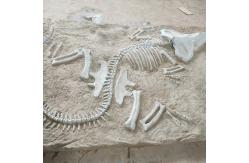 China Life Size Dinosaur Replica , Dinosaur Replica Fossil For Business Activities supplier