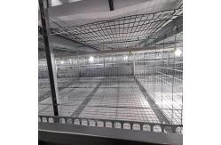 China One Day Old Baby Chick Cage With Full Automatic System supplier