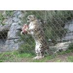 SS 304 Wire Rope Mesh For Lion Enclosure Mesh for sale