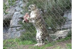 China SS 304 Wire Rope Mesh For Lion Enclosure Mesh supplier