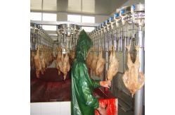 China Halal Poultry Automatic Chicken Slaughtering Machine 300BPH To 10000BPH supplier
