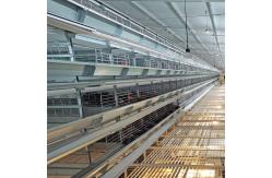China HDG Automatic Broiler Feeding System supplier