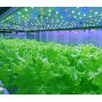 Automatic Microgreens Hydroponic Container Farm With Solar System for sale