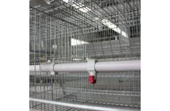 China High Brood Survival Rate Layer Chicken Broiler Cage For Little Chick supplier