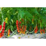 Greenhouse Polypropylene Thread Packing 1800m/Roll 3000m/Roll PP Twine for sale
