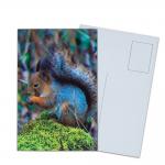 Lenticular Postcard Printing Toucan Wild Animals 3D Postcard for zoo pack sealifes