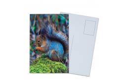 China Lenticular Postcard Printing Toucan Wild Animals 3D Postcard for zoo pack sealifes supplier
