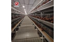 China Customized Multi Layer Poultry Cage Automatic Egg Collection Cages supplier