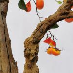 Garden Bonsai Artificial Persimmon Tree Retro Style Landing Fruit Plant