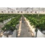 Multi Span Film Vegetables Greenhouse In Hot Climate With Sprinkler Irrigation System
