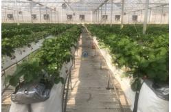 China Multi Span Film Vegetables Greenhouse In Hot Climate With Sprinkler Irrigation System supplier