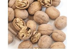China Walnut wholesale price paper shell walnut thin shell Xinjiang walnut washed 185 walnut supplier