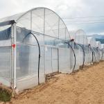 China Turnkey Projects Installed Commercial Hydroponic Plastic Film Green House Multi-span Agricultural Greenhouses factory