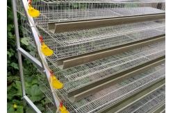 China A Type Galvanized Steel Automatic Quail Birds Cages , Quail Breeding Cages 6 Tiers supplier
