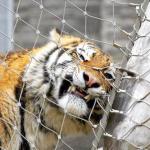 Zoo Mesh Fence Stainless Steel Wire Rope Mesh Net High Strength