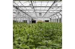 China Automatic Ventilation System Blackout Greenhouse With LED Light Deprivation supplier