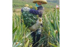 China 2400GDU Standard Process Bromelain Powder FSSC22000 MUI Kosher System Approval supplier