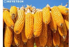 China Remote Online After-sales Grain 3d Inspection Equipment for lab Analyzer supplier