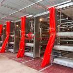 Anti-Aging Stable Operation Poultry Manure Removal System Rust Resistance for sale