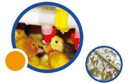 China Duck Goose Feeding And Poultry Drinking System Plastic supplier