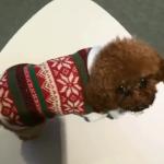 35cm Sleeveless Soft Plush Dog Christmas Coat for sale