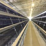 3Rows 28sets/Row A Type Wire Poultry Cage Farming Hens Equipments for sale