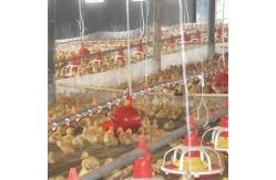 China Al-Zn Coating 1.5mm Automatic Duck Feeder For Farm House Equipment supplier
