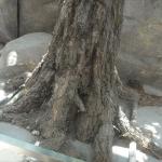 350cm Height Artificial Lucky Tree Potted Landscaping Plants
