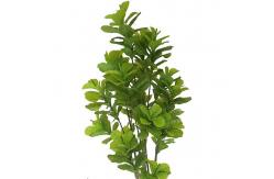 China Anti UV Artificial Potted Floor Plants High Simulation Perennial Fiddle Tree supplier