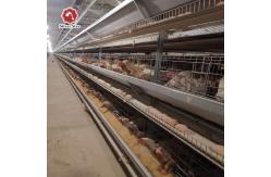 China High Brood Survival Rate Layer Chicken Cage Broiler Cage For Little Chick supplier