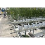Multi Span Greenhouse Project Management Advanced Irrigation For Large Farms
