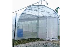 China Umbrella Galvanized Greenhouse Frames Single Span Tropical Tunnel Automatic Vent supplier