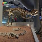 landscape decoration Outdoor Yangchuanosaurus Skeleton Dinosaur Replica Fossil for sale