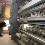 Galvanized A-Type Laying Hens H-Type Battery Cage And Automatic Breeding System for sale