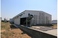 China Pre Engineered Steel Chicken House Q355B Sqaure Tube And H Section supplier