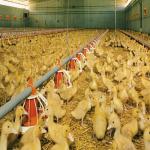 Fully Automated Modular Steel Structure Poultry House Fireproof Prefab Farm Buildings