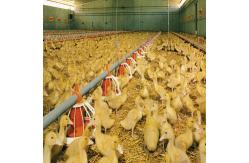 China Fully Automated Modular Steel Structure Poultry House Fireproof Prefab Farm Buildings supplier