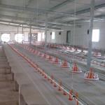 Broiler Poultry Nipple Drinker System For Chicken for sale