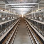U Type Q235 Metal Cage For Chickens , 3-8 Tiers H Type Poultry Chicken Cage for sale