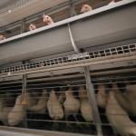 Auto Feeding 1.5m3 Poultry Battery Cage System For Broilers YXB4H120 for sale