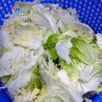 2KW  Leaf Vegetable Processing Machine Fruit Dehydrator Machine