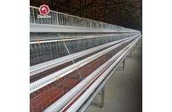 China A Shape Battery Chicken Cage With Full Automatic System Chicken Farm supplier