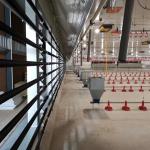 Broiler Automatic Feeder Chain Feeding System Poultry