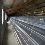 4 Layers / Cell Chicken Poultry Cage Automatic Ventilation Cooling System for sale