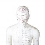 50cm Point Male Acupuncture Model Human Body GMP Certificate for sale