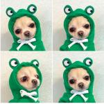 Autumn And Winter Cotton Plush Hooded Sweater For Pet for sale