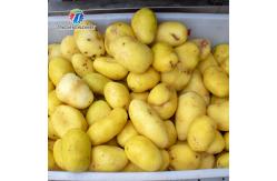 China Stainless Steel Fruit And Vegetable Processing Line Brush Cleaning And Hoisting supplier