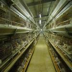 Fully Automatic Egg Layer Chicken Cages H Type 50000 Chickens Poultry Farm 10 Tiers for sale