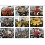 Automatic Snack Food Gummy Bear Candy Packing Machine PLC Control